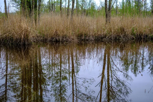 Pequeño Río Bosque Con Aguas Tranquilas Reflejos Árboles Verde Verano —  Fotos de Stock