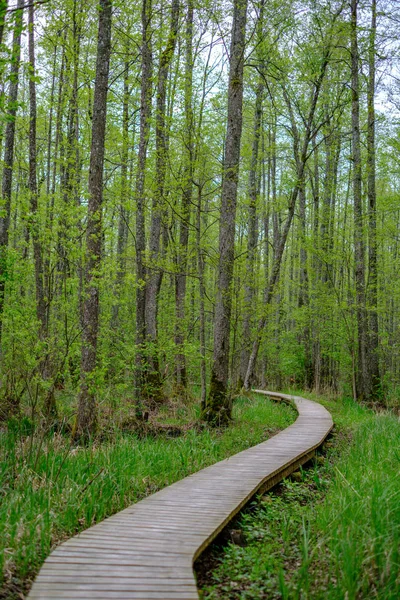 Small Narrow Wooden Plank Foot Path Summer Green Forest Green — Stock Photo, Image