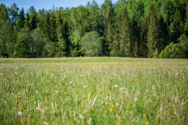 花と青空の田舎の晴れた日に明るい緑の草原 — ストック写真