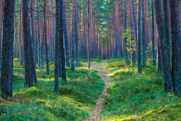 Pared Tronco Árbol Bosque Pinos Con Lecho Bosque Cubierto Musgo — Foto de Stock