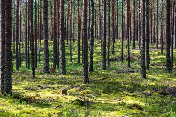 Törzs Fal Fenyőfa Erdőben Zöld Moha Borított Erdei Ágy Nyáron — Stock Fotó