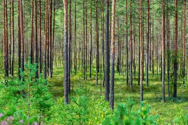 Boomstam Muur Pine Tree Forest Met Groene Mos Bedekt Bos — Stockfoto