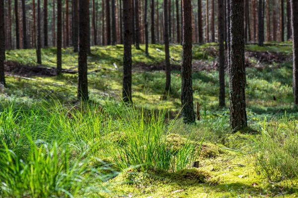 Mur Tronc Arbre Dans Forêt Pins Avec Mousse Verte Couvert — Photo