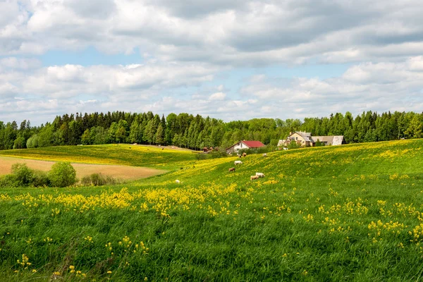 Leuchtend Grüne Wiese Sonnigen Tagen Grünen Mit Blumen Und Blauem — Stockfoto