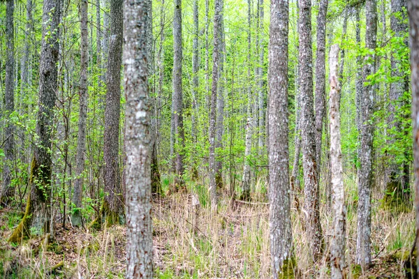 Dichte Boomstam Muur Growe Textuur Het Bos Lente Tijd — Stockfoto