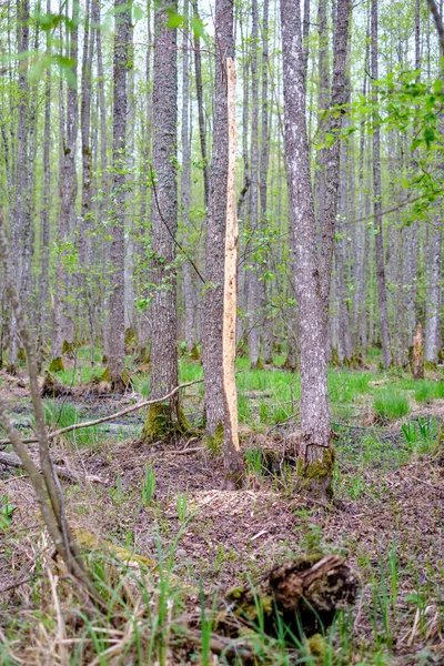 old dry tree trunks and stomps in green spring forest with dry leaves and bushes