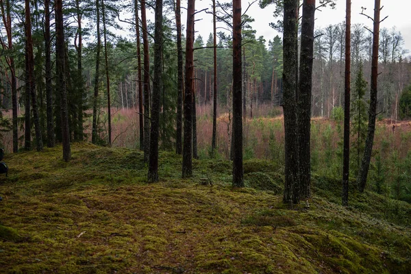 Drzewo Pnia Drzewa Sosnowym Lesie Zielonym Mech Pokryte Las Łóżko — Zdjęcie stockowe