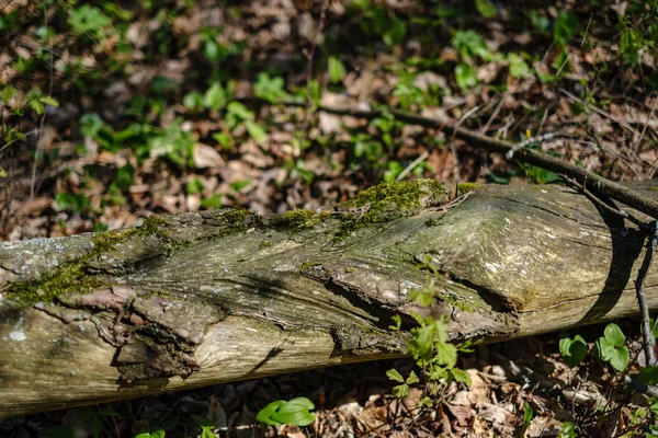 Vieux Troncs Arbres Secs Piétinements Dans Forêt Printanière Verte Avec — Photo