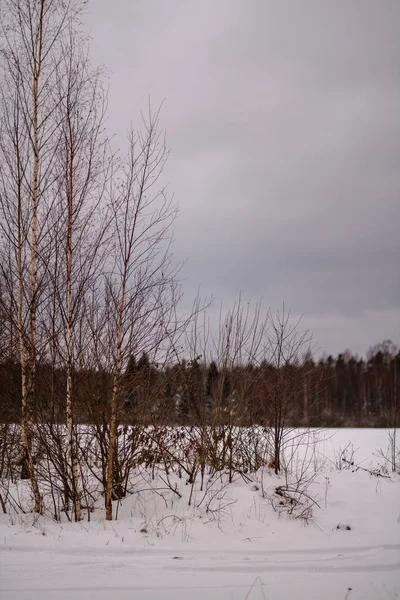 Campos Florestas Cobertas Neve Geada Inverno Paisagem Rural Vazia — Fotografia de Stock