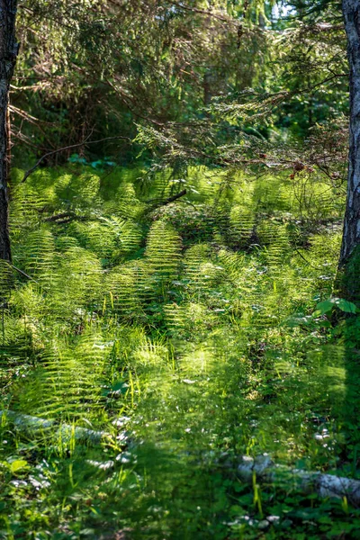 Prado Verde Brilhante Dia Ensolarado Campo Com Flores Céu Azul — Fotografia de Stock