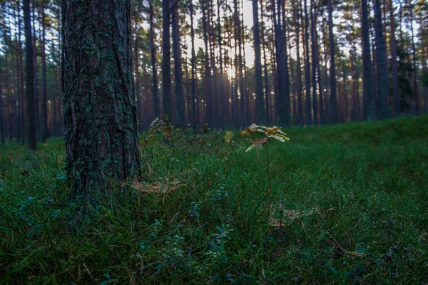 Деревянная Стена Сосновом Лесу Зеленым Мхом Покрытым Лесным Дном Летом — стоковое фото