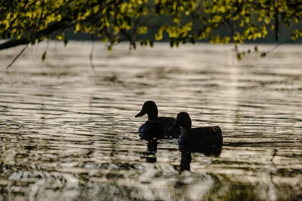 日没時の木々の下で川で泳ぐマガモのアヒル 夏の暖かい水の色 — ストック写真