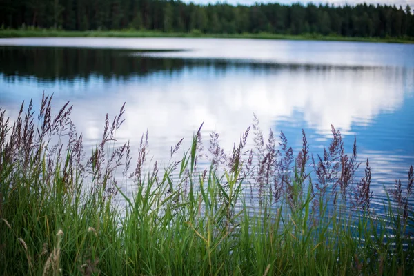 Lantlig Sjö Sommaren Med Blomsterängar Stranden Och Lugnt Vatten — Stockfoto