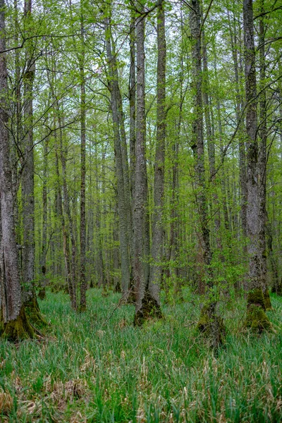 春天时 森林中茂密的树干墙生长纹理 — 图库照片