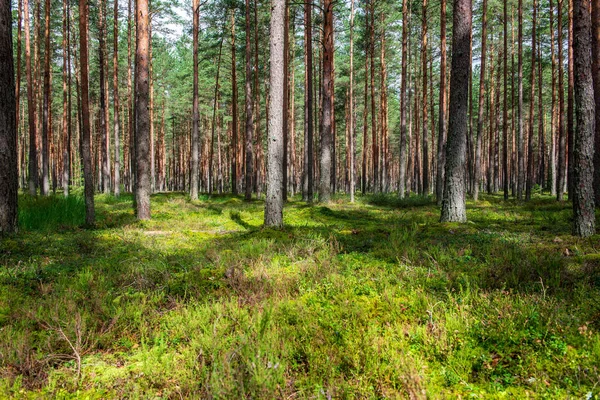 Törzs Fal Fenyőfa Erdőben Zöld Moha Borított Erdei Ágy Nyáron — Stock Fotó