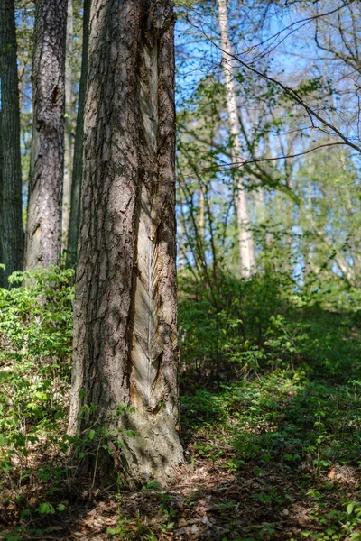 Tronchi Pino Nella Foresta Con Vecchi Segni Sotto Corteccia Primavera — Foto Stock