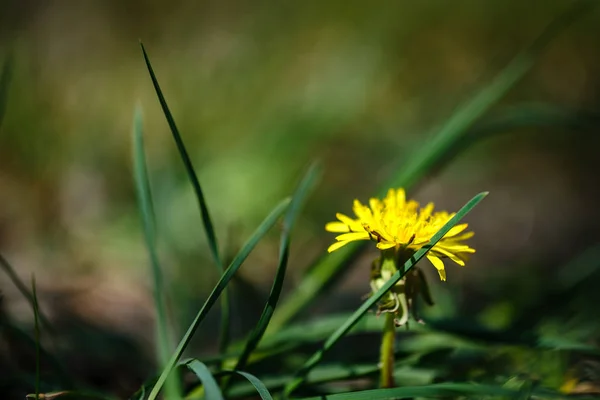 Жовті Квіти Кульбаби Зеленому Лузі Весняні Квіти — стокове фото