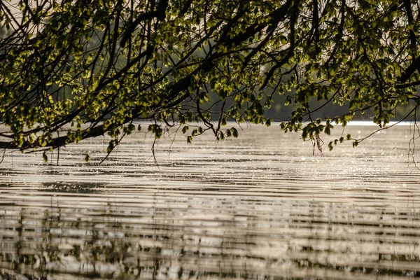 Ветви Деревьев Свежими Зелеными Листьями Висящими Низко Над Водой Реке — стоковое фото