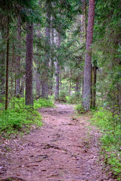 Pequeno Caminho Estreito Verão Floresta Verde Com Grama Verde Pequenas — Fotografia de Stock