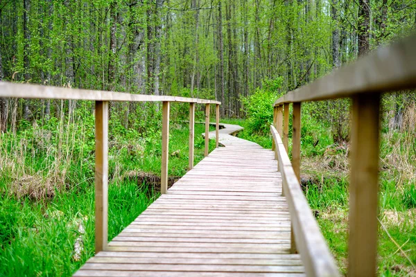 Pequeño Camino Pie Tablón Madera Estrecho Bosque Verde Verano Con — Foto de Stock