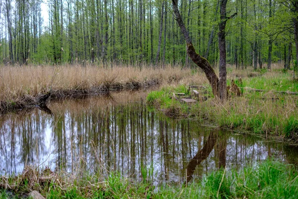 穏やかな水と木々からの反射を持つ小さな森の川 緑の夏の色 — ストック写真