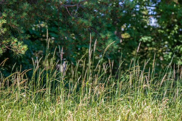 çiçekler ve mavi gökyüzü ile kırsal güneşli bir günde parlak yeşil çayır