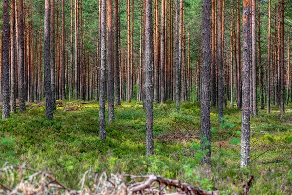 Boomstam Muur Pine Tree Forest Met Groene Mos Bedekt Bos — Stockfoto