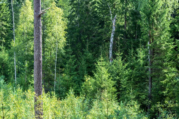 Árvore Parede Tronco Floresta Pinheiros Com Musgo Verde Coberto Floresta — Fotografia de Stock