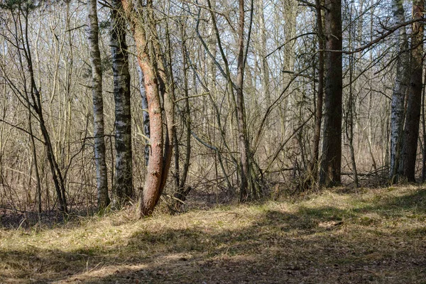 Hustá Zeď Kmene Stromů Jarním Čase Lese — Stock fotografie