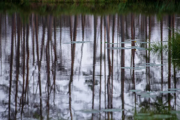 Reflexões Árvores Costa Água Calma Lago Campo — Fotografia de Stock