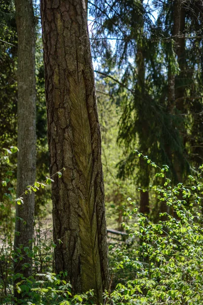 오래된 표시와 숲에서 소나무 스프링 — 스톡 사진