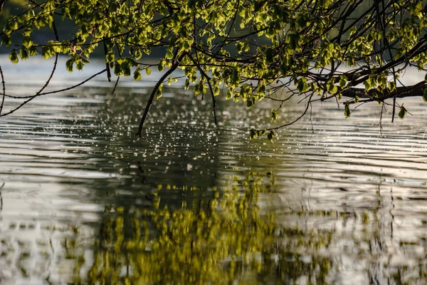 Κλαδιά Δέντρων Φρέσκα Πράσινα Φύλλα Κρέμονται Χαμηλά Πάνω Από Νερό — Φωτογραφία Αρχείου