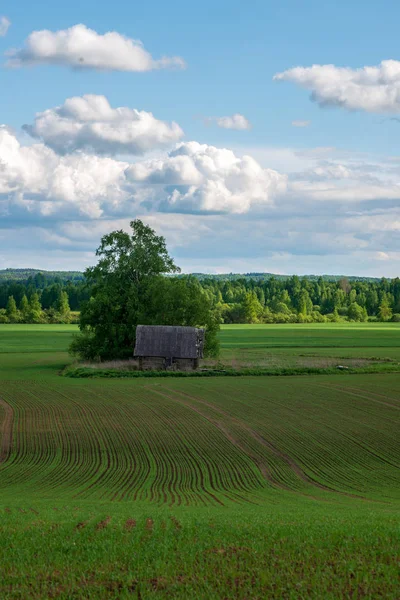 Leuchtend Grüne Wiese Sonnigen Tagen Grünen Mit Blumen Und Blauem — Stockfoto