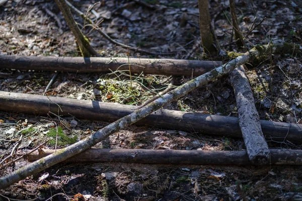 Troncos Árboles Secos Viejos Pisadas Bosque Verde Primavera Con Hojas — Foto de Stock