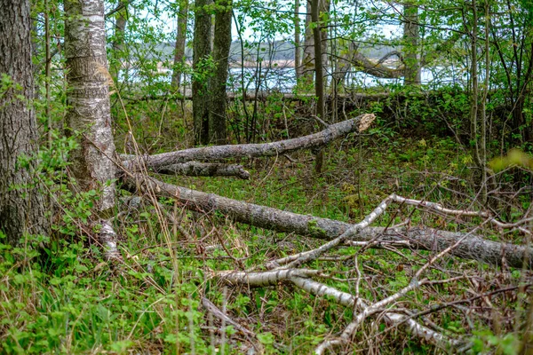 Gamla Torra Trädstammar Och Stampningar Grön Vårskog Med Torra Löv — Stockfoto