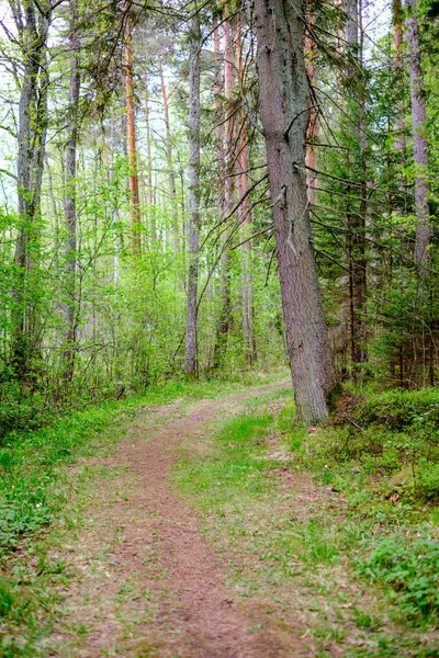 Petit Sentier Pédestre Étroit Forêt Verte Été Avec Herbe Verte — Photo
