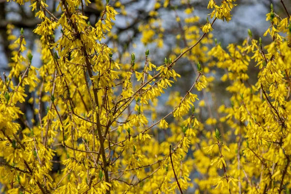 Fleurs Jaune Vif Sur Les Buissons Les Branches Des Arbres — Photo