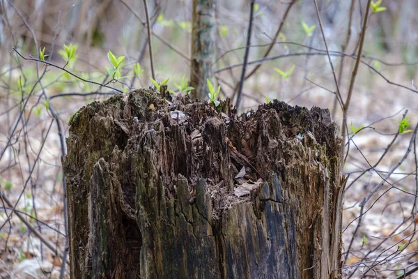 Kuru Yaprakları Çalıları Ile Yeşil Bahar Ormanda Eski Kuru Ağaç — Stok fotoğraf