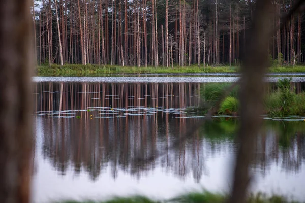 Reflecties Van Kust Bomen Het Kalme Water Van Een Meer — Stockfoto