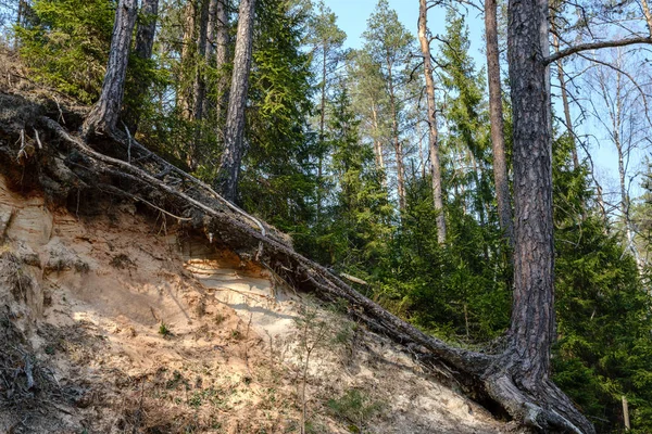 old dry tree trunks and stomps in green spring forest with dry leaves and bushes