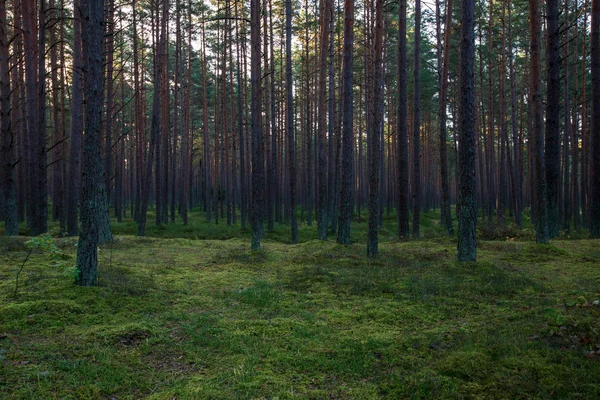 Trädstam Vägg Tall Träd Skog Med Grön Moss Täckt Skogbädd — Stockfoto