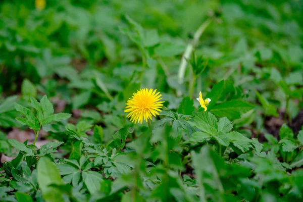 Gele Paardebloem Bloemen Groene Weide Lentebloemen — Stockfoto