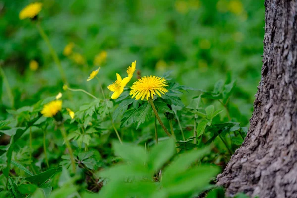Żółte Kwiaty Mniszka Lekarskiego Zielonej Łące Wiosenne Kwiaty — Zdjęcie stockowe