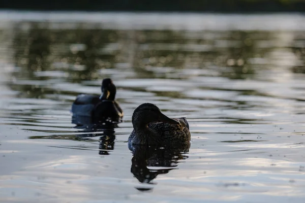 Gräsand Ankor Simma Floden Träden Solnedgången Sommar Varmt Vattenfärger — Stockfoto