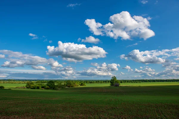 Prado Verde Brilhante Dia Ensolarado Campo Com Flores Céu Azul — Fotografia de Stock