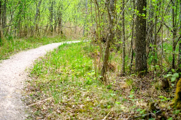尘土飞扬的砾石路在乡村夏季时间与绿色的叶子两侧 — 图库照片