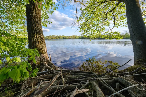 Beautiful Sunset River Tree Leaves Branches Calm Water Blue Sky — Stock Photo, Image