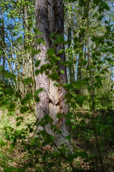 Troncos Pinheiros Floresta Com Marcas Antigas Sob Casca Primavera Verde — Fotografia de Stock