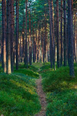 yaz aylarında yeşil yosun kaplı orman yatağı ile çam ağacı ormanda ağaç gövde duvar