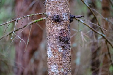 kuru yaprakları ve çalıları ile yeşil bahar ormanda eski kuru ağaç gövdeleri ve stomps